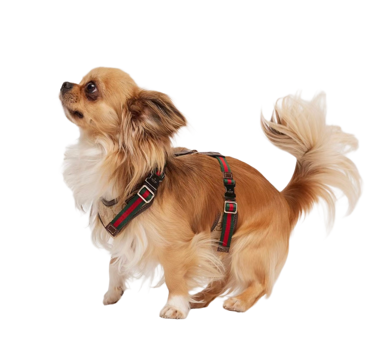 GG — Harness + Leash Set