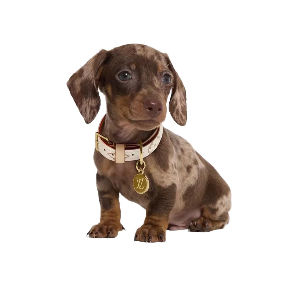 LV Off-White — Collar + Leash Set