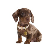 LV Off-White — Collar + Leash Set